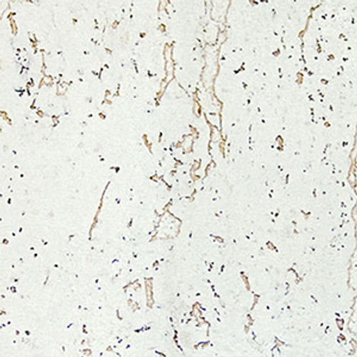 Стеновая пробковая панель Amorim Wicanders - Dekwall Fiord Exlusive Waxed